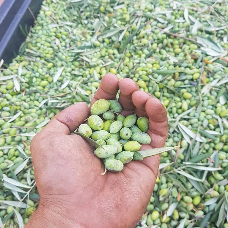 close-up of man holding green olives and leaves olive tree and showing at the camera at 'Pamako'